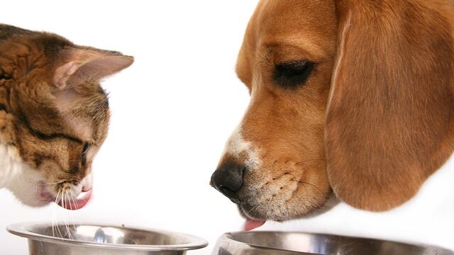 Salud animal: Conoce qué comidas darle a tu engreído de cuatro patas