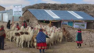 Huancavelica: Construyen 275 cobertizos para proteger a más de 27 mil 500 cabezas de ganado