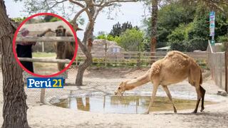 Sujeto vestido de jeque rompe seguridad del Parque de las Leyendas e ingresa a zona de camellos [VIDEO]