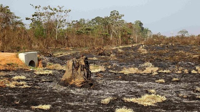Latinoamérica tiene la mayor cantidad de áreas deforestadas