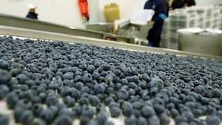 Sector agropecuario creció 5.2% en octubre impulsado por el algodón rama, tomate y arándano