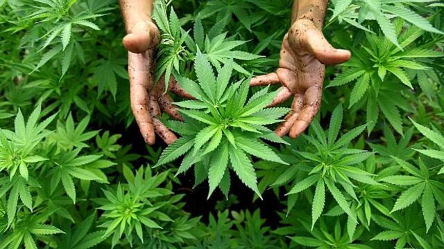 Ejecutivo presentará iniciativa para legalizar uso medicinal de marihuana