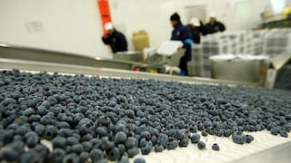 Exportaciones peruanas de arándanos sumaron US$590 millones en 2018