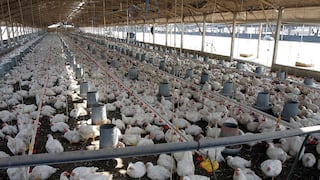 ¿Qué significa la declaratoria de emergencia sanitaria de 90 días en Perú por la gripe aviar? 