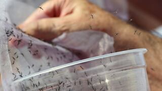 Brasil registra nuevo récord de muertos por dengue