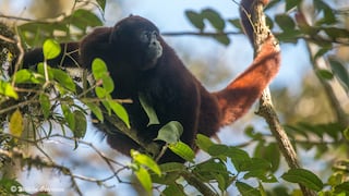 Mono choro de cola amarilla: una especie peruana que se pensó extinta hasta 1974