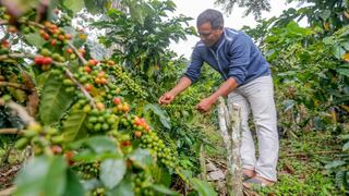 Jaén reunirá a los mejores productores de café del Perú