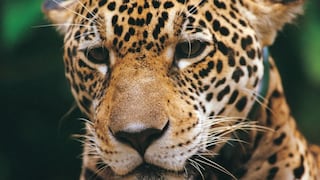Perú solicitará máxima protección para el jaguar ante amenazas a su hábitat