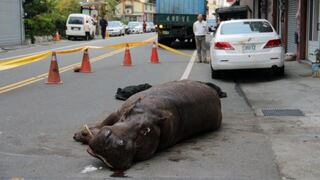 Taiwán: Hipopótamo resultó herido tras saltar de camión en movimiento