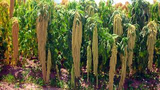 Ayacucho: presentan nuevas variedades de quinua y kiwicha para hacer frente a la pandemia
