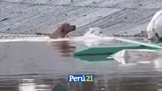 ¡Ellos también sufren! Perritos luchan por sobrevivir tras inundaciones en Brasil (VIDEO)