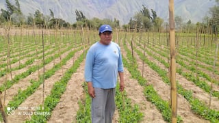 Aníbal Chávez, agricultor: “Necesitamos capacitarnos para exportar el holantao”