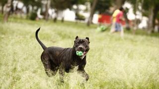 Piura: aprueban licencia para tenencia y circulación de mascotas en la ciudad