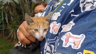 Surco: periodistas que cubren las incidencias en el exterior de la casa de Keiko Fujimori rescataron y salvaron a un gato envenenado