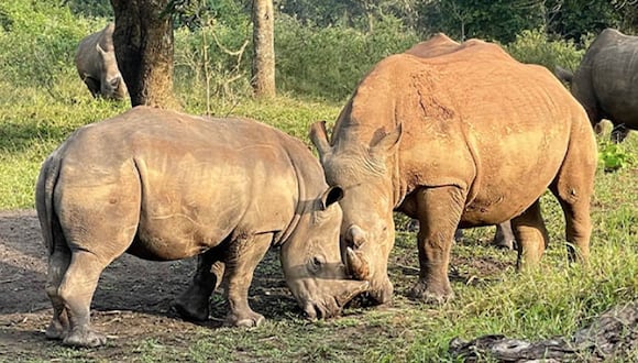Rinocerontes. (Foto: Ziwa Rhino Sanctuary)