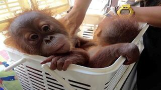 Policía de Tailandia rescata a dos crías de orangután por WhatsApp