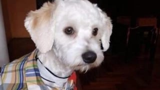 Luno, el perro que no puede salir del aeropuerto de Madrid y que corre el riesgo de ser sacrificado 