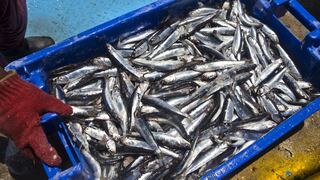 Produce suspenderá la pesca de anchoveta por 10 días a partir de mañana
