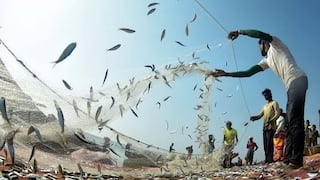 Produce autoriza pesca exploratoria de anchoveta en la zona sur del país