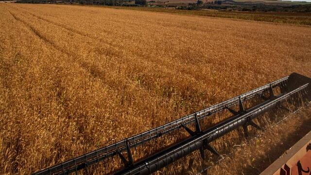 Demanda de exportación de trigo de la Unión Europea aumenta por freno en suministros de Ucrania y Rusia 