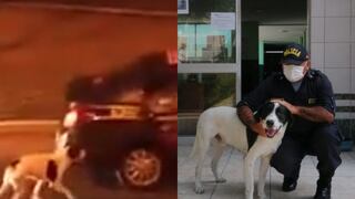 PNP aclara que perro 'Manchas’ que subió a patrulla pertenece al equipo canino que apoya durante toque de queda