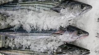 Venderán pescado a precio accesible por el Día Nacional del Cebiche