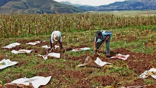Midagri: Sector agropecuario anotó crecimiento de 1.3% durante el 2020