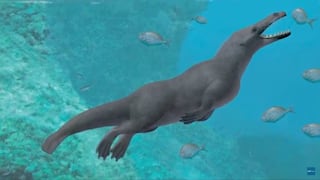 Ballena anfibia de cuatro patas habitaba costas de Perú hace millones de años