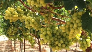 Exportaciones de paltas y uvas superaron los US$ 1,000 millones en lo que va del año