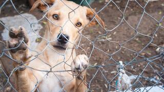 Lanzan campaña para ayudar a más de 100 mascotas sin hogar