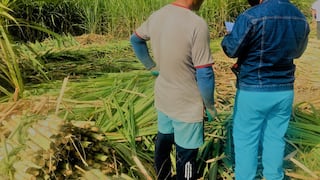 Ancash: Culmina proyecto que promueve salud ocupacional para trabajadores de caña de azúcar en San Jacinto