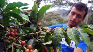Chile anota récord de exportaciones de frutas frescas ante mayores envíos a China