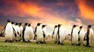 Día Mundial del Pingüino: El Parque de las Leyendas lo celebra con sus 41 ejemplares