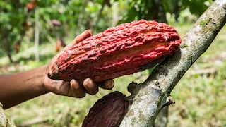 Cacao: El Minagri invierte más de S/13 mllns. para proporcionar plantones de calidad genética y tecnología de cosecha.