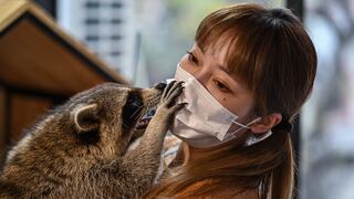 China: Conoce las cafeterías donde puedes acariciar animales exóticos como mapaches e iguanas 
