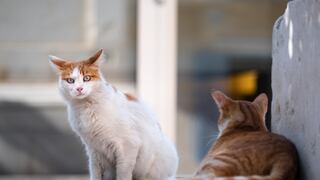 Niegan que mutación de coronavirus haya matado a 300.000 gatos en Chipre