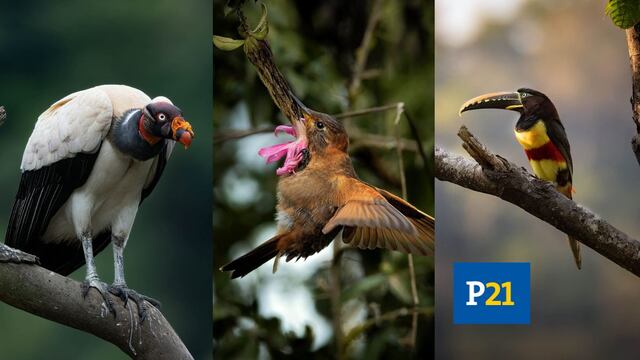 De pico y patas: Perú, hogar del 19% de aves en el mundo. Una diversidad infravalorada