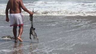 Alerta sanitaria por aves muertas llega a las playas de la Costa Verde