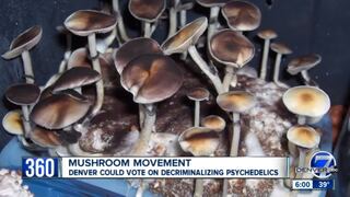 Denver busca ser la primera ciudad de EE.UU. en legalizar hongos alucinógenos
