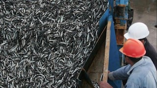 Pesca industrial capturó 1,9 millones de toneladas de anchoveta en Perú