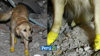 A pesar de estar herido, perrito rescatista salva a cinco personas atrapadas en Turquía