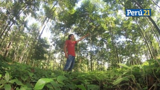 Fondo AgroPerú 2023: Mypes forestales no maderables de todo el país podrán acceder a financiamiento