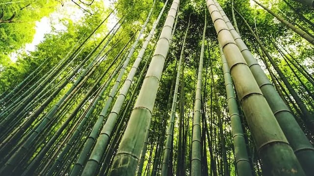 Inician proyecto de bambú para potenciar su producción en Piura, Cajamarca y Amazonas