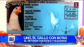 TikTok: Conoce a la primera gallina que cuenta con DNI peruano