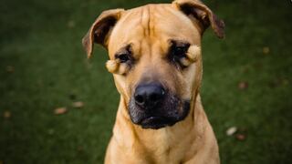 EE.UU.: El ‘perro feo’ de un refugio que se hizo viral encontró hogar