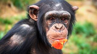 Visitaban a chimpancés en zoológico y terminan grabando hecho que asustó a todos