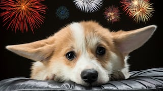 Transmitirán música clásica el 24 y 31 de diciembre para evitar que mascotas sufran con los pirotécnicos [VIDEO]