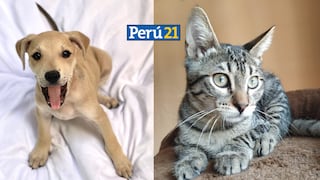 Fundación Rayito y Súper Pet se unen para realizar una jornada de adopción de perritos y gatitos [FOTOS]