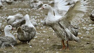 ¿Qué tan peligrosa es la gripe aviar H3N8 y cómo cuidarse ante detección de casos en China y EE.UU.?