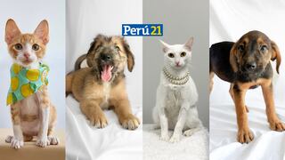 Campaña de adopción de perritos y gatitos rescatados 